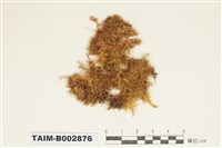 藏品(灰苔科)的圖片